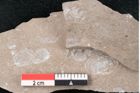 Foto (Detailansicht) von Cyclas sp. (NHMW-GEO-2024-0188-7922)